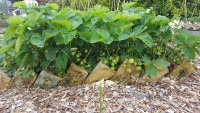 /album/tuin-2016/a20160530-185220-jpg/