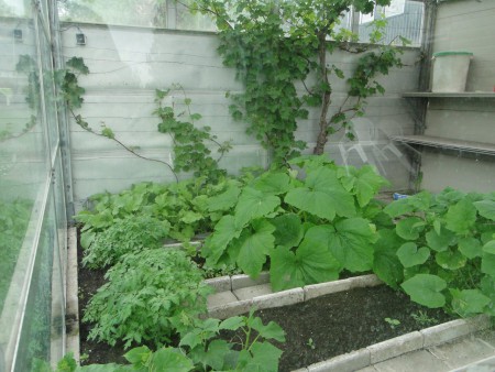 De planten in de kas doen het ook goed