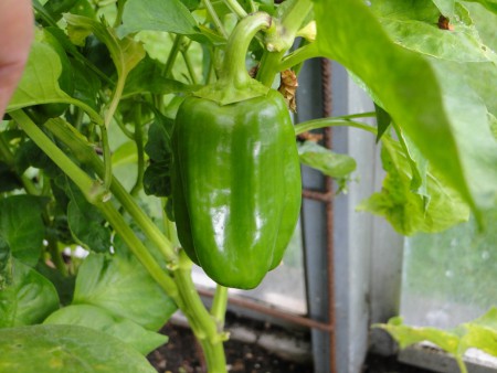 De paprika inmiddels uitgegroeit tot +/- 8 cm 