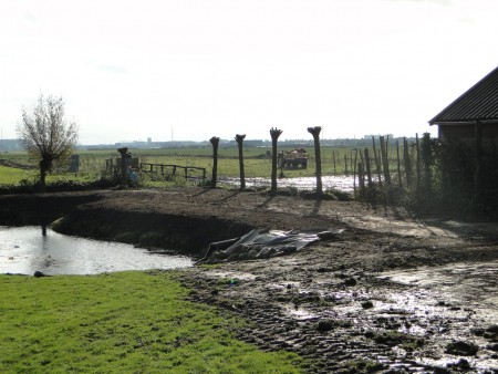 In verband met de komst van stormachtige wind hebben we ze meteen maar gesnoeid