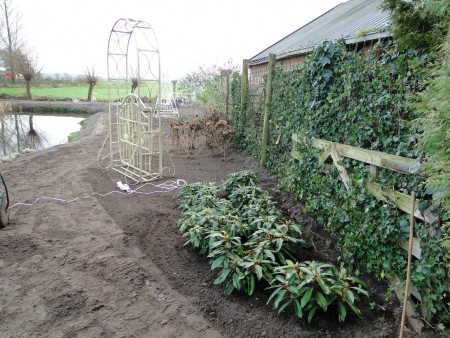De Rhododendrons geplant