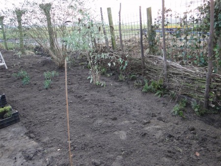 Tuinvarens achterin in de tuin