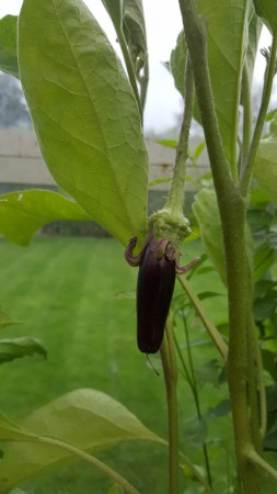 Krijgen we dan toch nog een aubergine